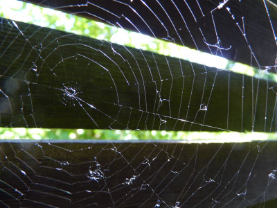 Regentropfen auf Spinnweben